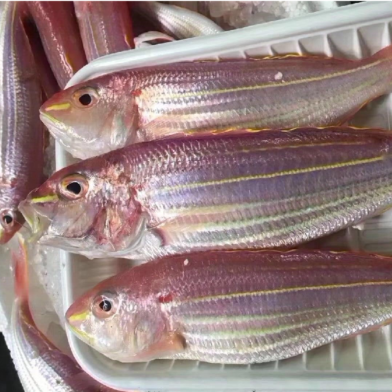 钓口野生红三鱼 ( 红杉鱼）