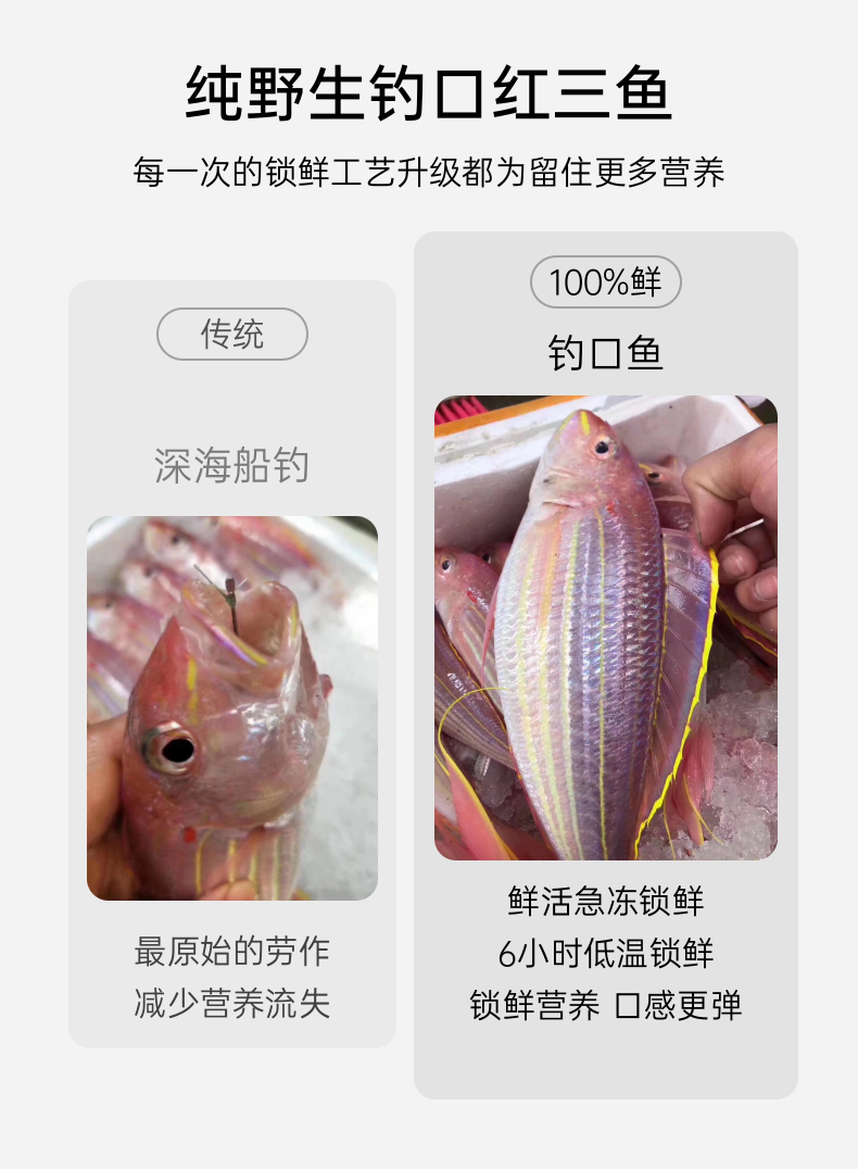 钓口野生红三鱼 ( 红杉鱼）
