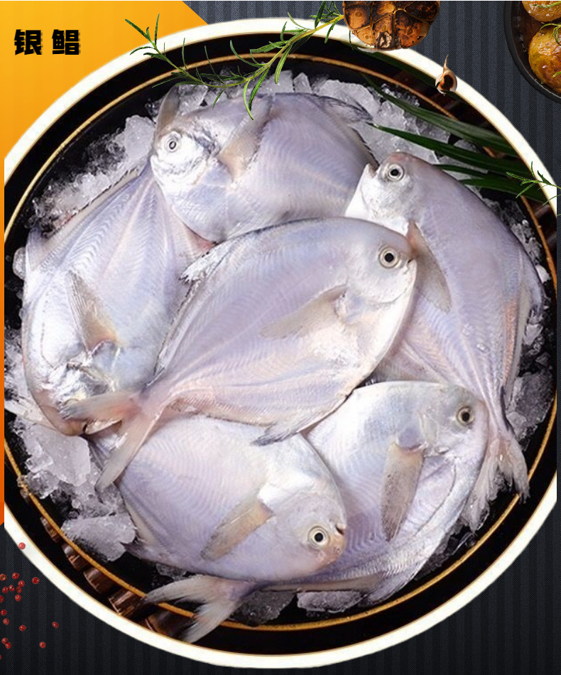银鲳鱼（白鲳）