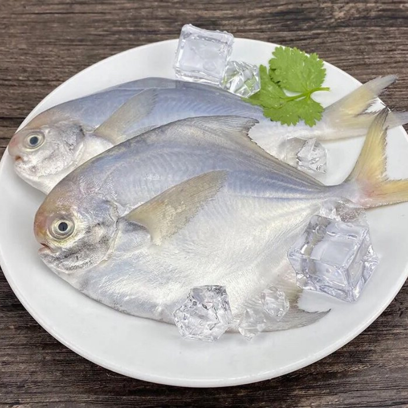 银鲳鱼（白鲳）