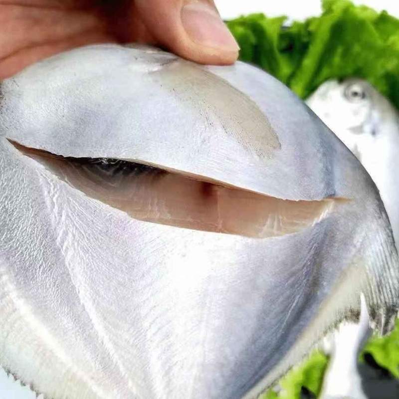 银鲳鱼（白鲳）