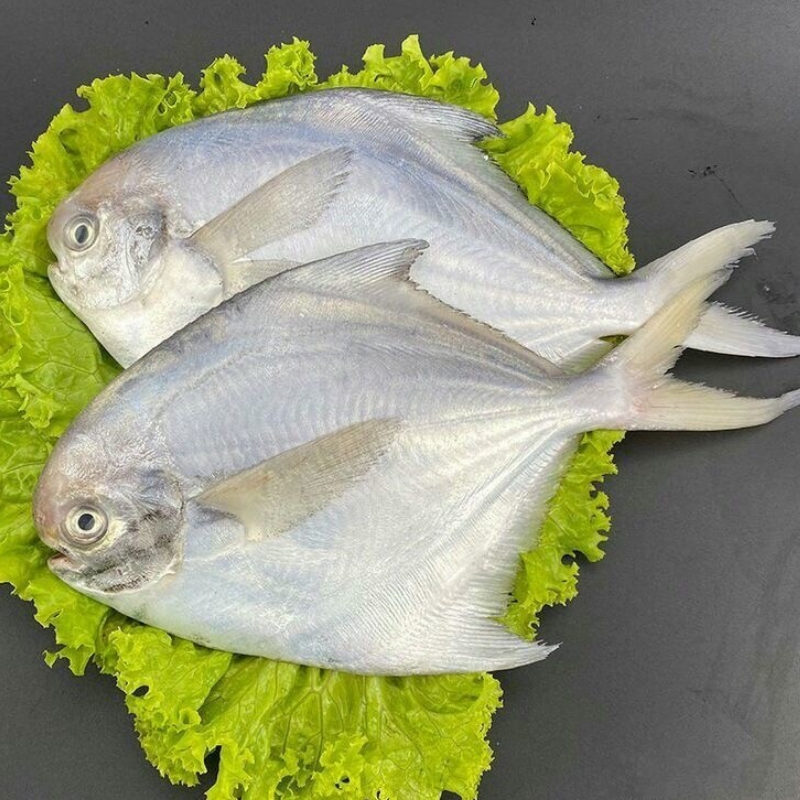 银鲳鱼（白鲳）