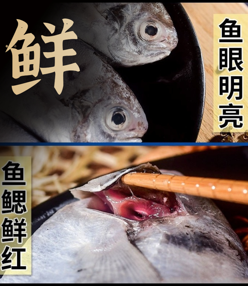 南鲳鱼（肥妹）