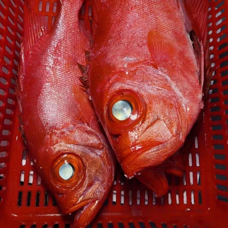 大眼鸡鱼