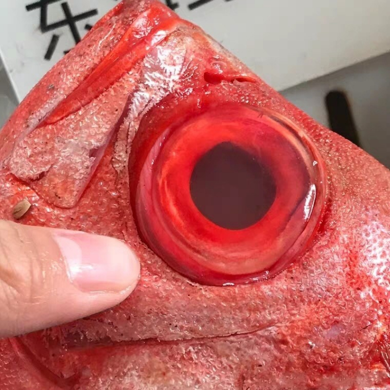 大眼鸡鱼