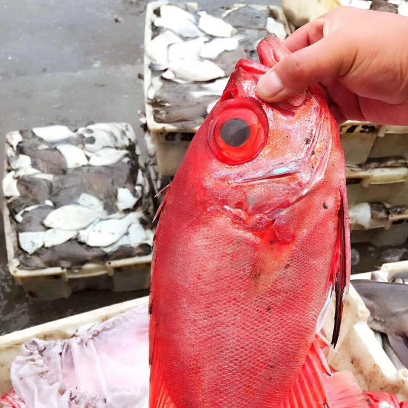 大眼鸡鱼