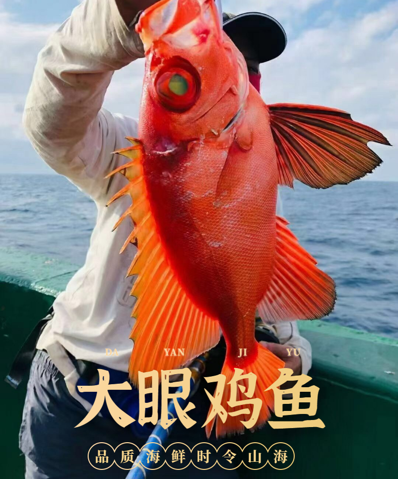 大眼鸡鱼