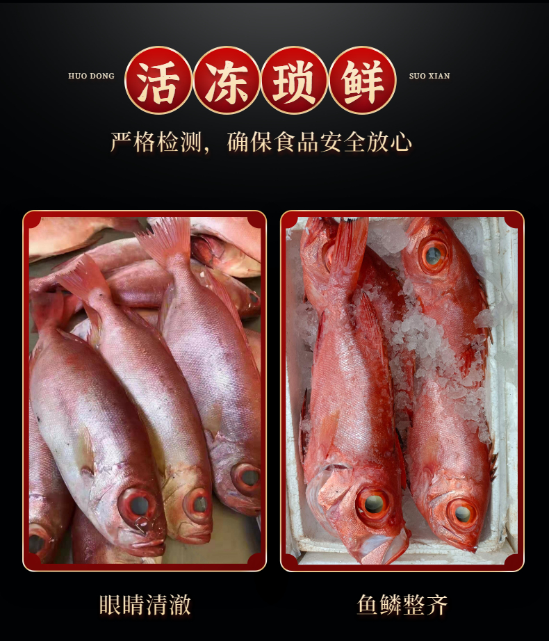 大眼鸡鱼