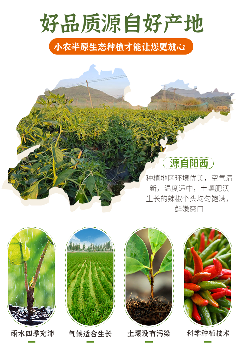青椒（辣椒）