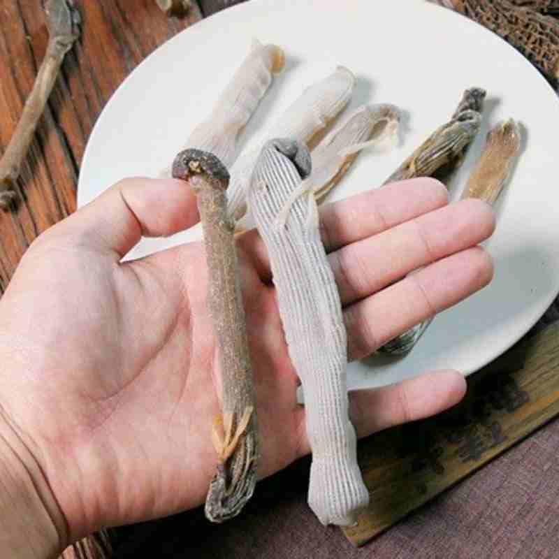沙虫干礼盒装